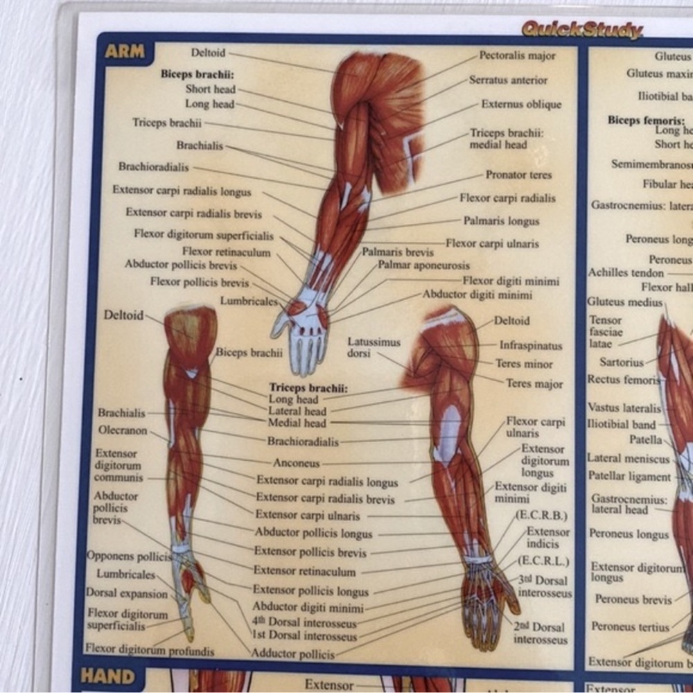 Muscular System Educational Wall Chart/ Study Guide - Picture 5 of 6